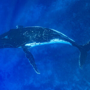 Baleine à bosse planant au-dessus d’un tombant profond, pectorales blanches, Moorea, îles de la Société, Polynésie française