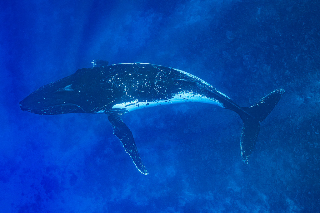 Baleine à bosse planant au-dessus d’un tombant profond, pectorales blanches, Moorea, îles de la Société, Polynésie française