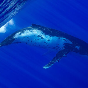 Baleine à bosse nageant sous la surface, ventre pâle couvert de cicatrices, Moorea, îles de la Société, Polynésie française