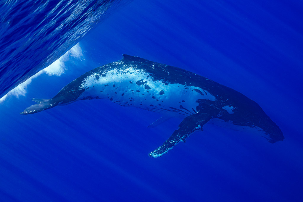 Baleine à bosse nageant sous la surface, ventre pâle couvert de cicatrices, Moorea, îles de la Société, Polynésie française