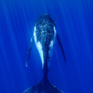 Baleine à bosse vue de dos plongeant sous les rayons du soleil, caudale en bas du cadre, Moorea, îles de la Société, Polynésie française