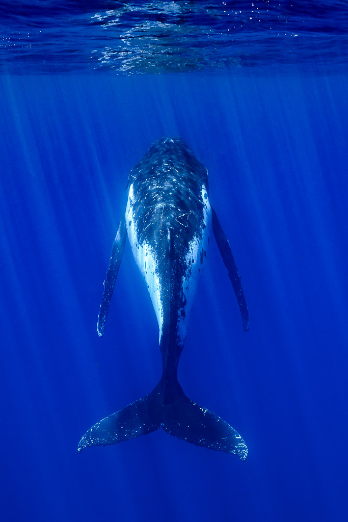 Baleine à bosse vue de dos plongeant sous les rayons du soleil, caudale en bas du cadre, Moorea, îles de la Société, Polynésie française