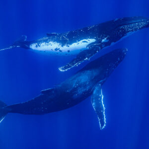 Two humpback whales swimming in parallel under sun rays in deep blue, Moorea, Society Islands, French Polynesia