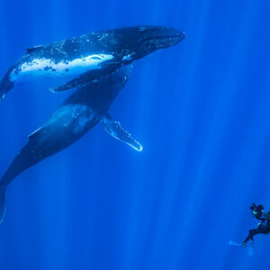 Two humpback whales above a diver filming them in sun rays, Moorea, Society Islands, French Polynesia