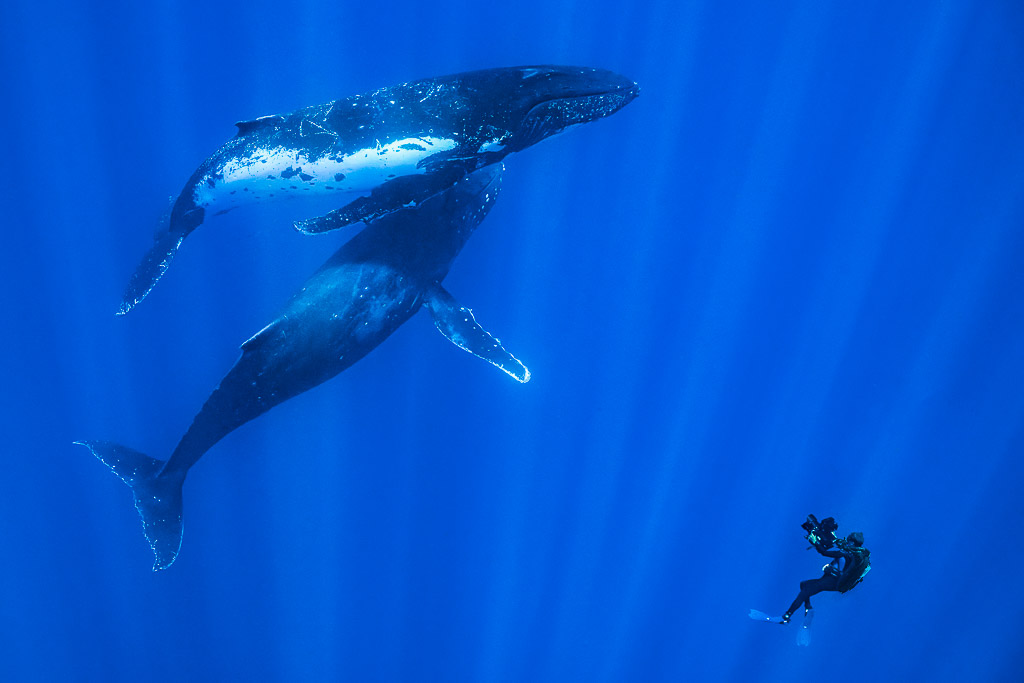 Two humpback whales above a diver filming them in sun rays, Moorea, Society Islands, French Polynesia