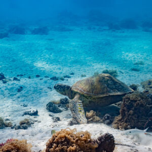 Green sea turtle resting on the sandy reef bottom beside coral, Moorea, Society Islands, French Polynesia