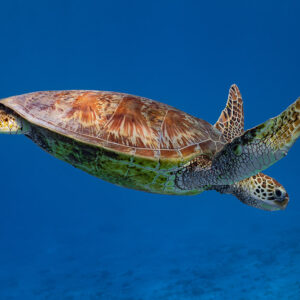 Green sea turtle swimming in open blue water, flippers spread, side view, Moorea, Society Islands, French Polynesia