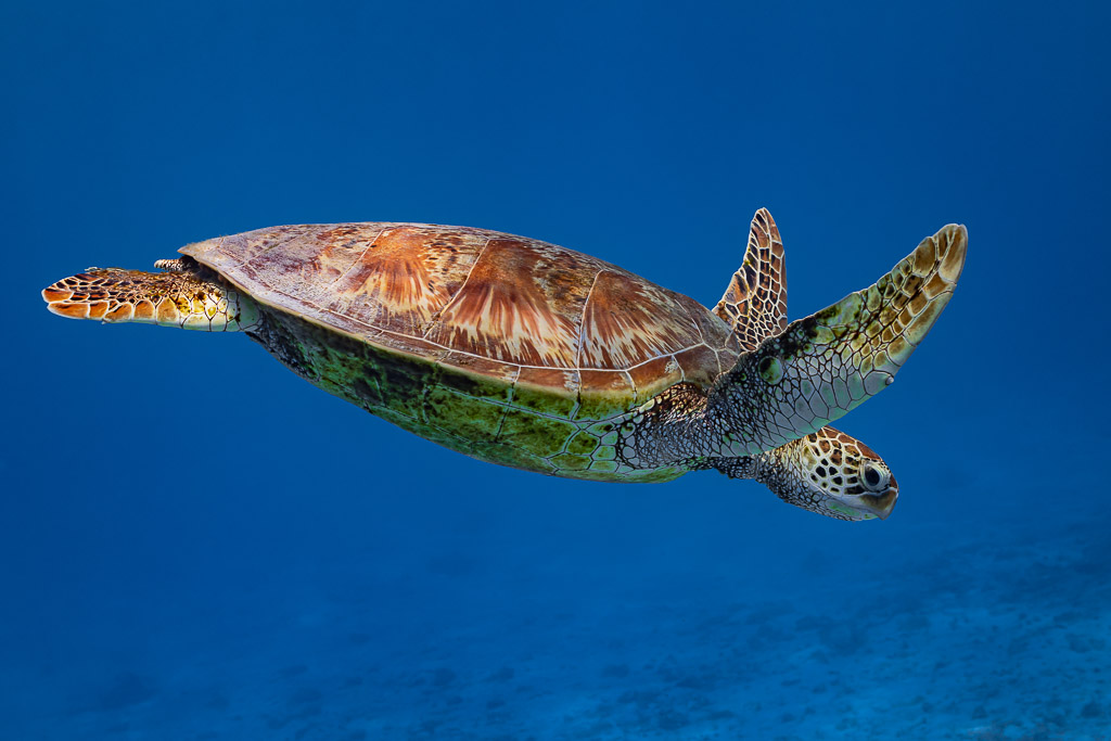 Green sea turtle swimming in open blue water, flippers spread, side view, Moorea, Society Islands, French Polynesia