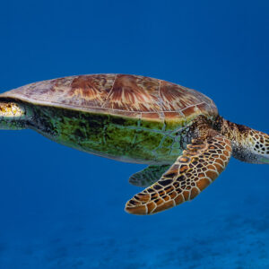 Green sea turtle gliding in blue water, head turned right, close view, Moorea, Society Islands, French Polynesia