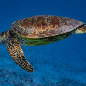 Tortues marines