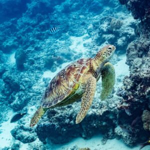 Green sea turtle swimming along a coral wall above the reef, Moorea, Society Islands, French Polynesia