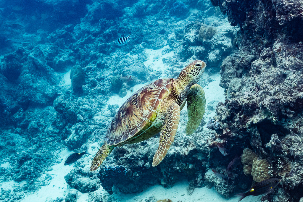 Green sea turtle swimming along a coral wall above the reef, Moorea, Society Islands, French Polynesia