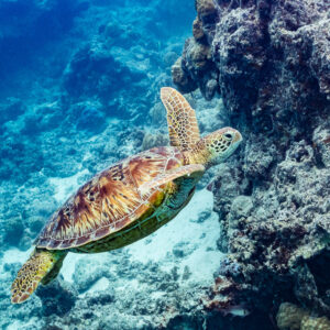 Green sea turtle swimming up beside a coral outcrop, Moorea, Society Islands, French Polynesia