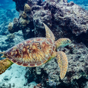 Green sea turtle passing in front of a coral outcrop, seen from behind, Moorea, Society Islands, French Polynesia