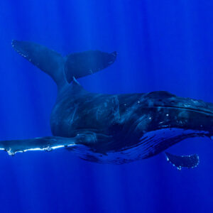 Baleine à bosse nageant vers l’objectif sous les rayons du soleil, caudale levée en arrière, Moorea, îles de la Société, Polynésie française