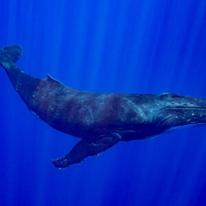 Baleine à bosse de profil glissant dans les rayons du soleil du grand bleu, Moorea, îles de la Société, Polynésie française