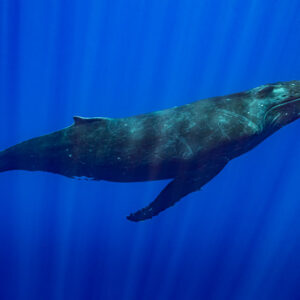 Baleine à bosse croisant à l’horizontale dans le grand bleu, traînées de lumière sur le corps, Moorea, îles de la Société, Polynésie française