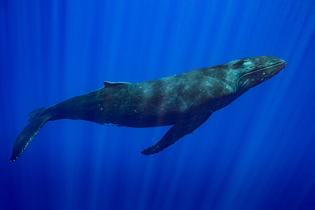 Baleine à bosse croisant à l’horizontale dans le grand bleu, traînées de lumière sur le corps, Moorea, îles de la Société, Polynésie française