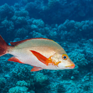 Humpback snapper in pale livery with red fins swimming over the reef, Society Islands, French Polynesia