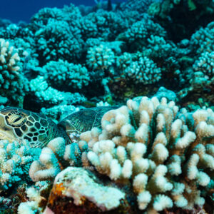 Green sea turtle resting with eyes closed among cauliflower coral, Moorea, Society Islands, French Polynesia