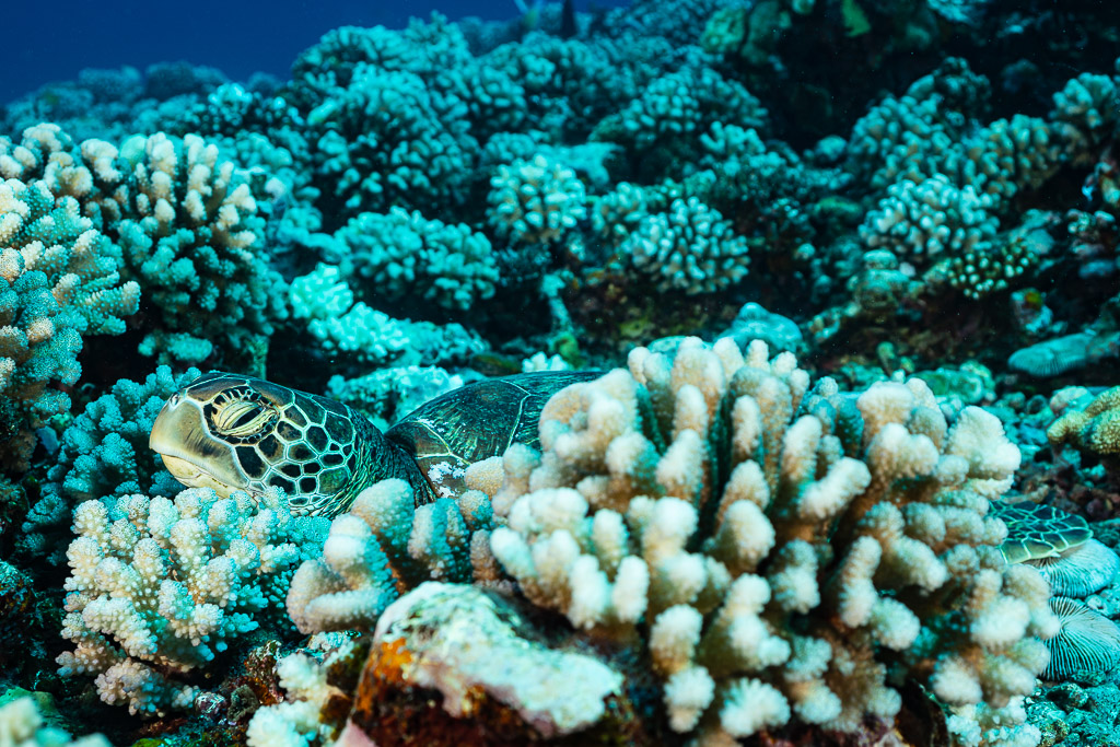 Green sea turtle resting with eyes closed among cauliflower coral, Moorea, Society Islands, French Polynesia