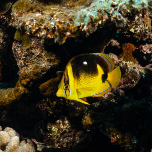 Fourspot butterflyfish sheltering under a dark coral overhang, Society Islands, French Polynesia