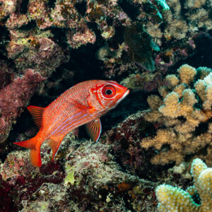 Tahitian squirrelfish beside cauliflower coral on the reef, Society Islands, French Polynesia