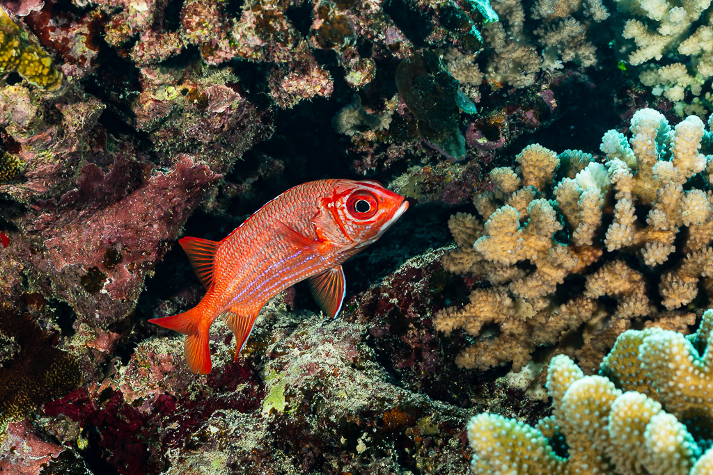 Tahitian squirrelfish beside cauliflower coral on the reef, Society Islands, French Polynesia