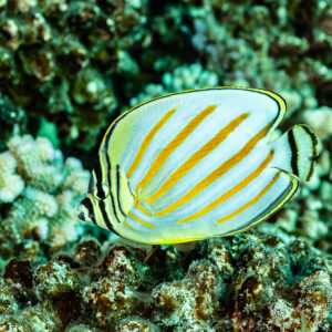 Ornate butterflyfish swimming over coral, orange stripes in close view, Society Islands, French Polynesia