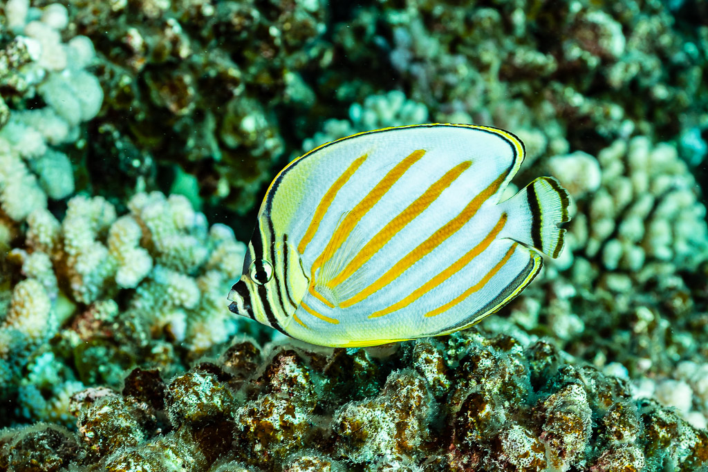 Ornate butterflyfish swimming over coral, orange stripes in close view, Society Islands, French Polynesia