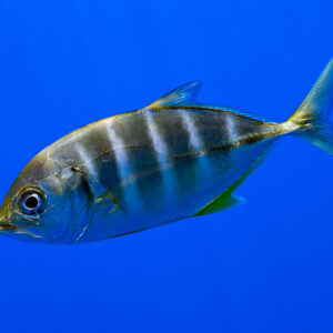 Juvenile golden trevally with dark bars swimming in blue water, Society Islands, French Polynesia