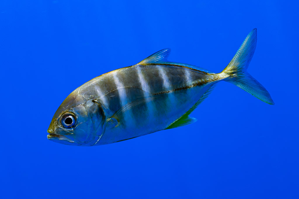Juvenile golden trevally with dark bars swimming in blue water, Society Islands, French Polynesia