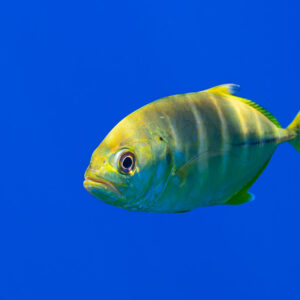Juvenile golden trevally facing the camera in blue water, yellow livery, Society Islands, French Polynesia