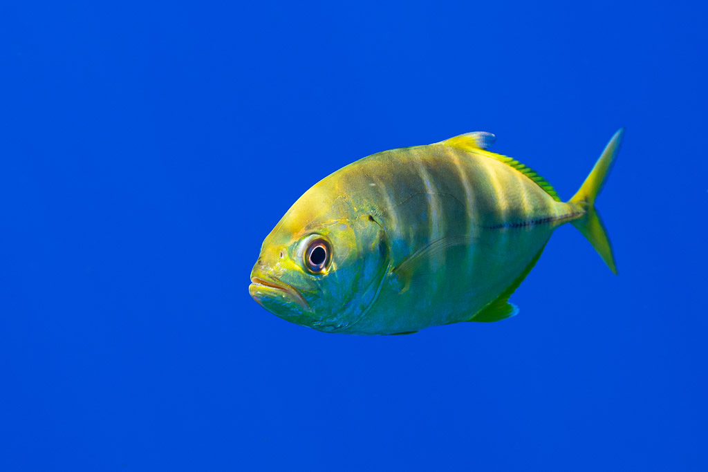 Juvenile golden trevally facing the camera in blue water, yellow livery, Society Islands, French Polynesia