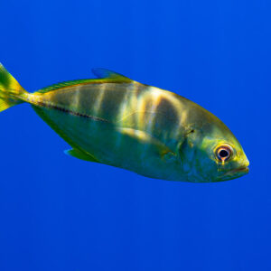 Juvenile golden trevally swimming right in blue water, side view, Society Islands, French Polynesia