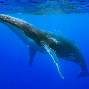 Baleine à bosse nageant juste sous la surface, longue pectorale abaissée, Moorea, îles de la Société, Polynésie française