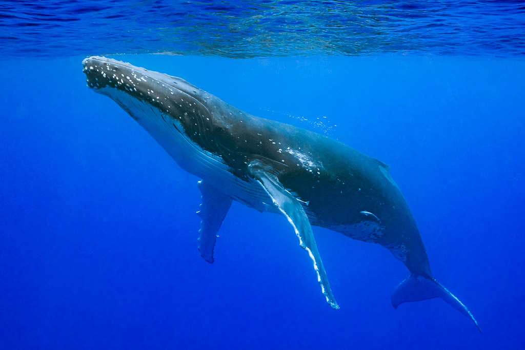 Baleine à bosse nageant juste sous la surface, longue pectorale abaissée, Moorea, îles de la Société, Polynésie française