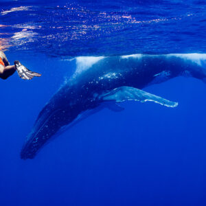 Snorkeler at the surface above a humpback whale and its calf, Moorea, Society Islands, French Polynesia