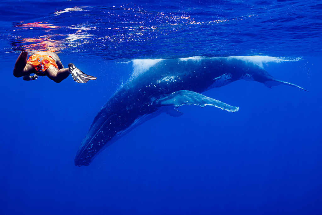 Snorkeler at the surface above a humpback whale and its calf, Moorea, Society Islands, French Polynesia