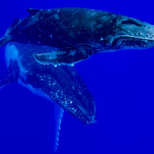 Baleine à bosse mère et baleineau nageant ensemble, le petit sous sa mère, Moorea, îles de la Société, Polynésie française