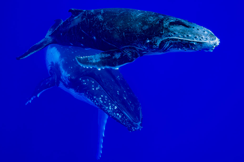 Baleine à bosse mère et baleineau nageant ensemble, le petit sous sa mère, Moorea, îles de la Société, Polynésie française