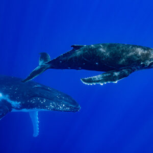 Baleine à bosse mère et baleineau côte à côte dans le grand bleu, Moorea, îles de la Société, Polynésie française