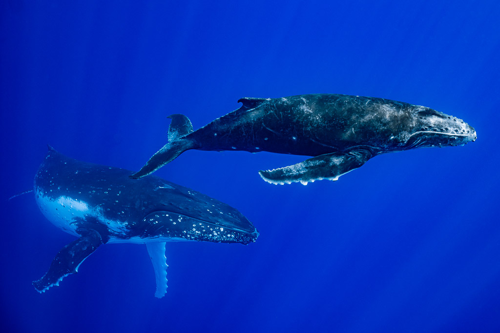 Baleine à bosse mère et baleineau côte à côte dans le grand bleu, Moorea, îles de la Société, Polynésie française