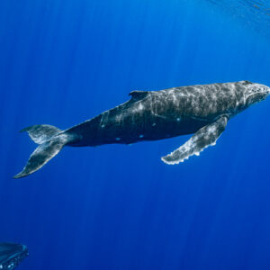 Humpback whale calf swimming under the surface with its mother's head below, Moorea, Society Islands, French Polynesia
