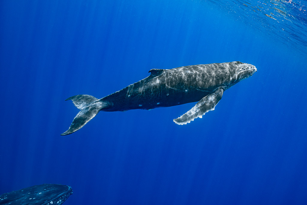 Humpback whale calf swimming under the surface with its mother's head below, Moorea, Society Islands, French Polynesia