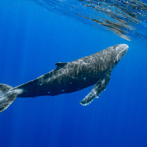 Humpback whale calf rising toward the surface, light reflections on its back, Moorea, Society Islands, French Polynesia