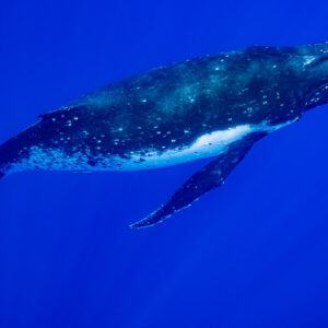 Humpback whale calf seen from below showing white spotted belly, Moorea, Society Islands, French Polynesia