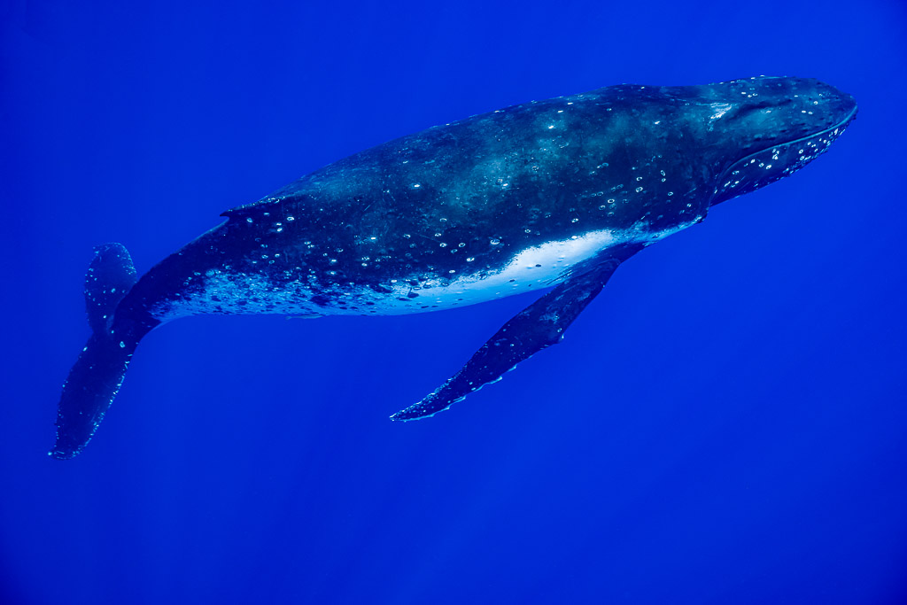 Baleineau de baleine à bosse vu par en dessous, ventre blanc tacheté, Moorea, îles de la Société, Polynésie française
