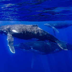 Baleine à bosse mère et baleineau avec un escorteur sous la surface, Moorea, îles de la Société, Polynésie française