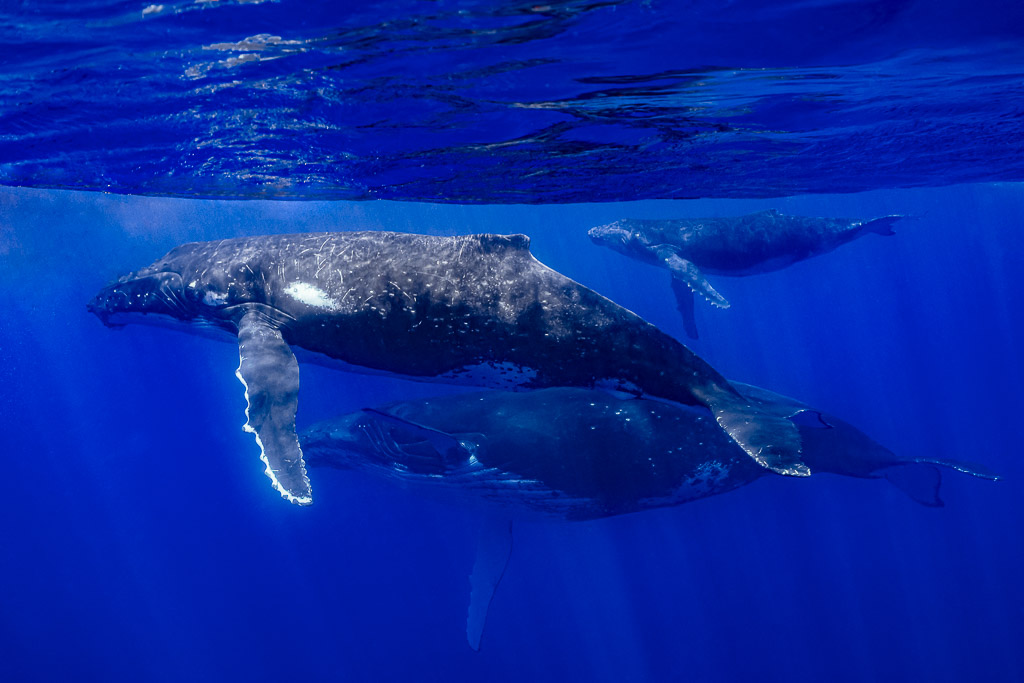 Humpback whale mother and calf with an escort below the surface, Moorea, Society Islands, French Polynesia